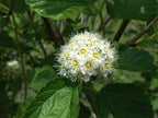 Ninebark | Physocarpus opulifolius
