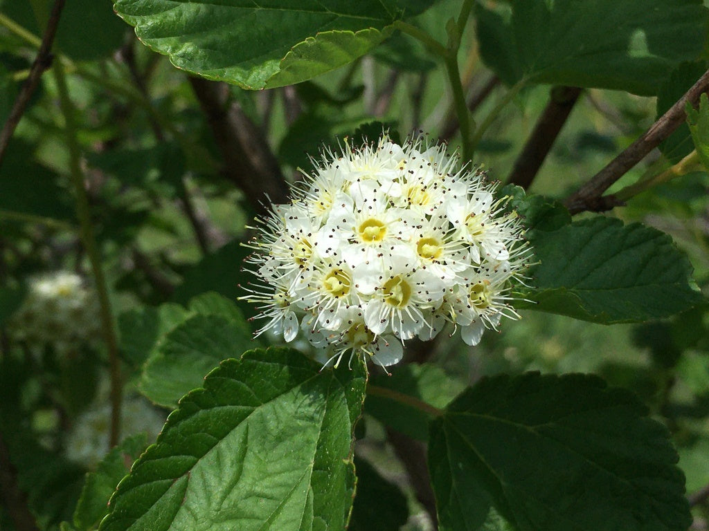 Ninebark | Physocarpus opulifolius