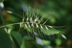 Bottlebrush grass | Elymus hystrix