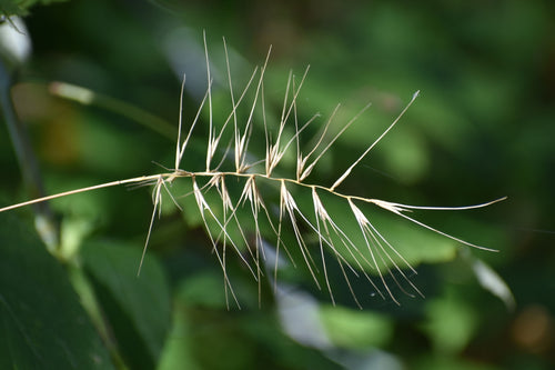 Bottlebrush grass | Elymus hystrix
