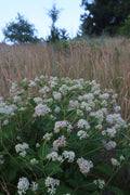 New Jersey tea | Ceanothus americanus