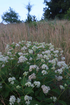 New Jersey tea | Ceanothus americanus