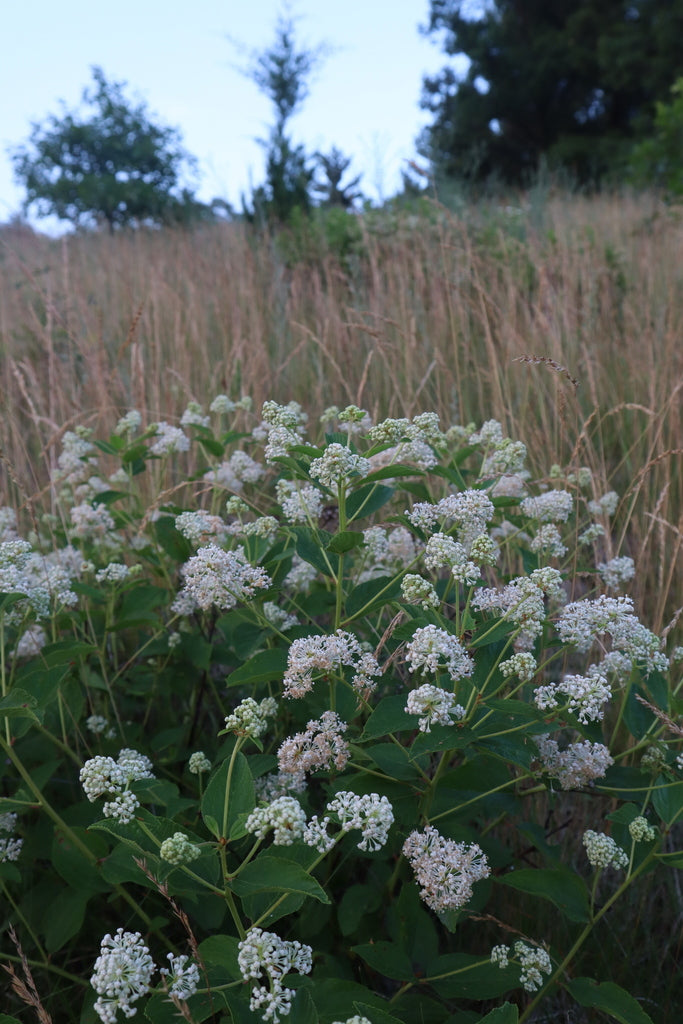 New Jersey tea | Ceanothus americanus
