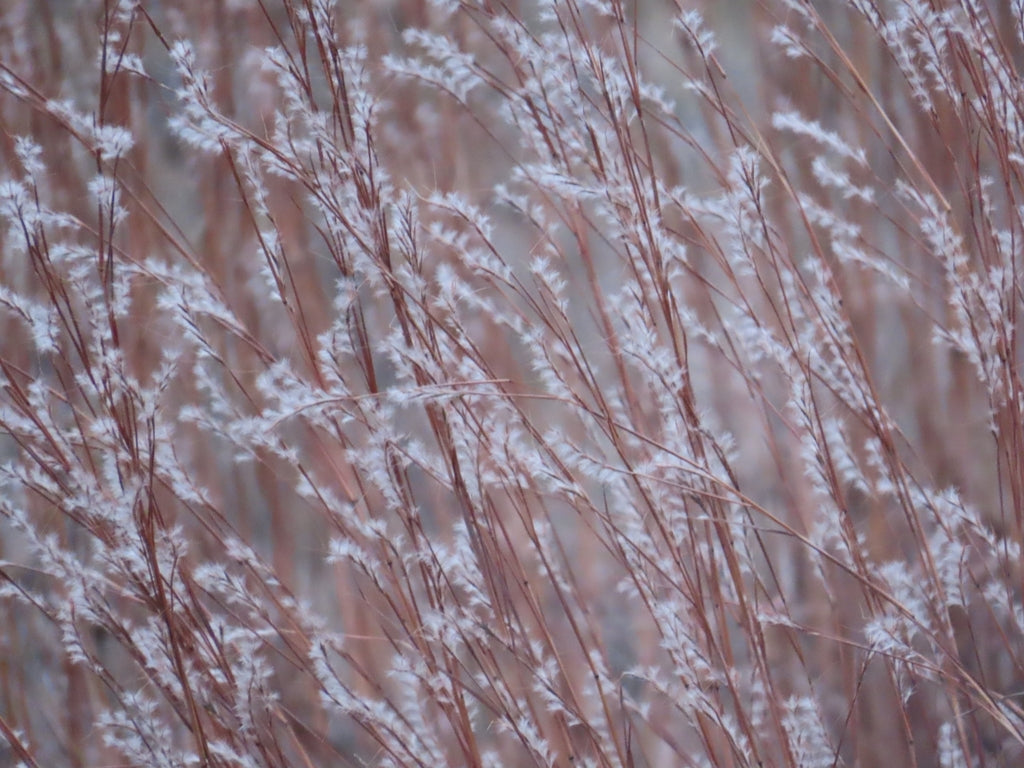 Little bluestem