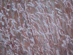 Little bluestem