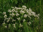 New Jersey tea | Ceanothus americanus