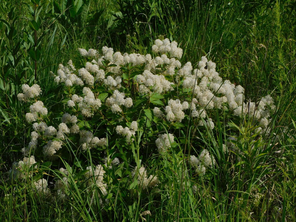 New Jersey tea | Ceanothus americanus