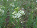 Whorled milkweed | Asclepias verticillata