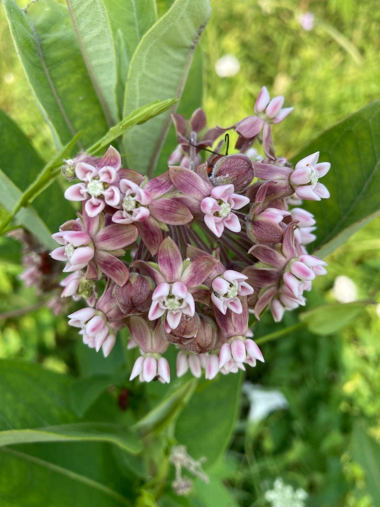 Common milkweed | Asclepias syriaca