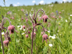 Prairie smoke | Geum triflorium