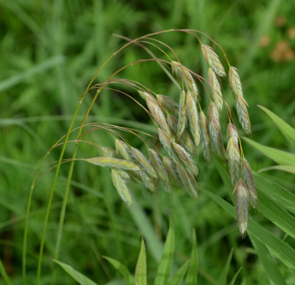 Prairie brome | Bromus kalmii