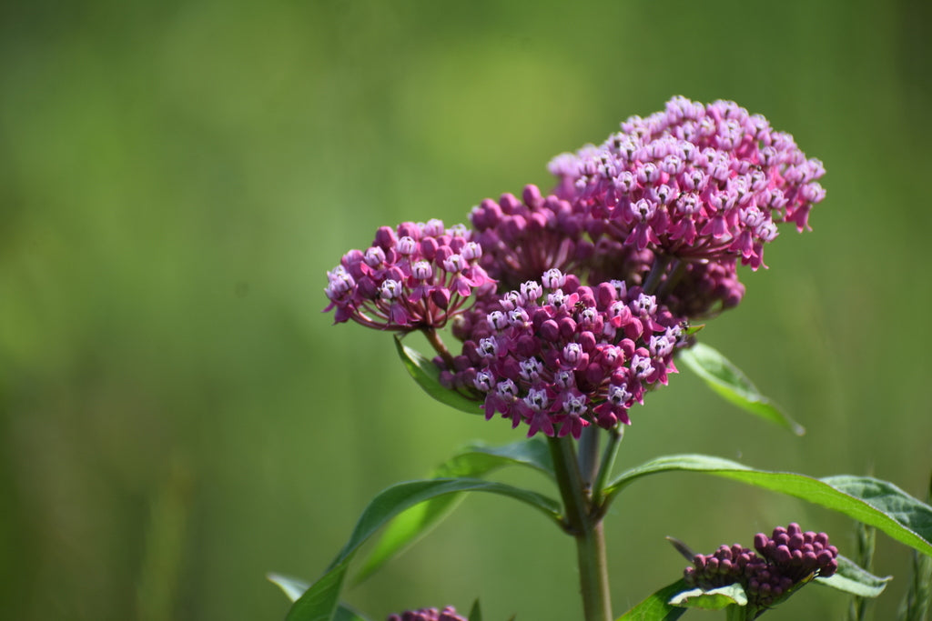 Swamp milkweed | Asclepias incarnata