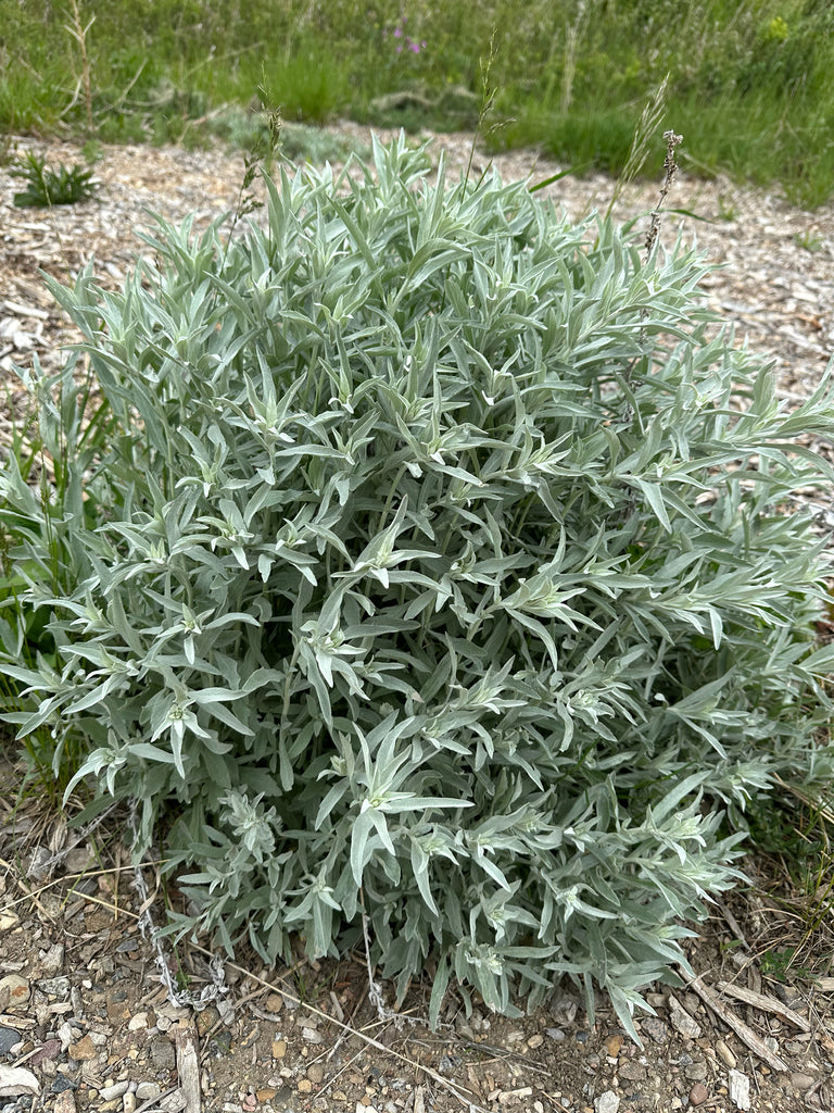 Prairie sage | Artemisia ludovicana