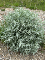 Prairie sage | Artemisia ludovicana