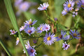 Smooth blue aster | Symphyotrichum laeve