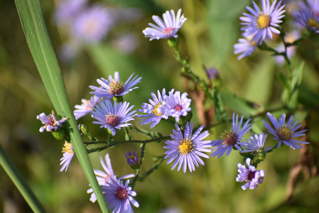 Smooth blue aster | Symphyotrichum laeve