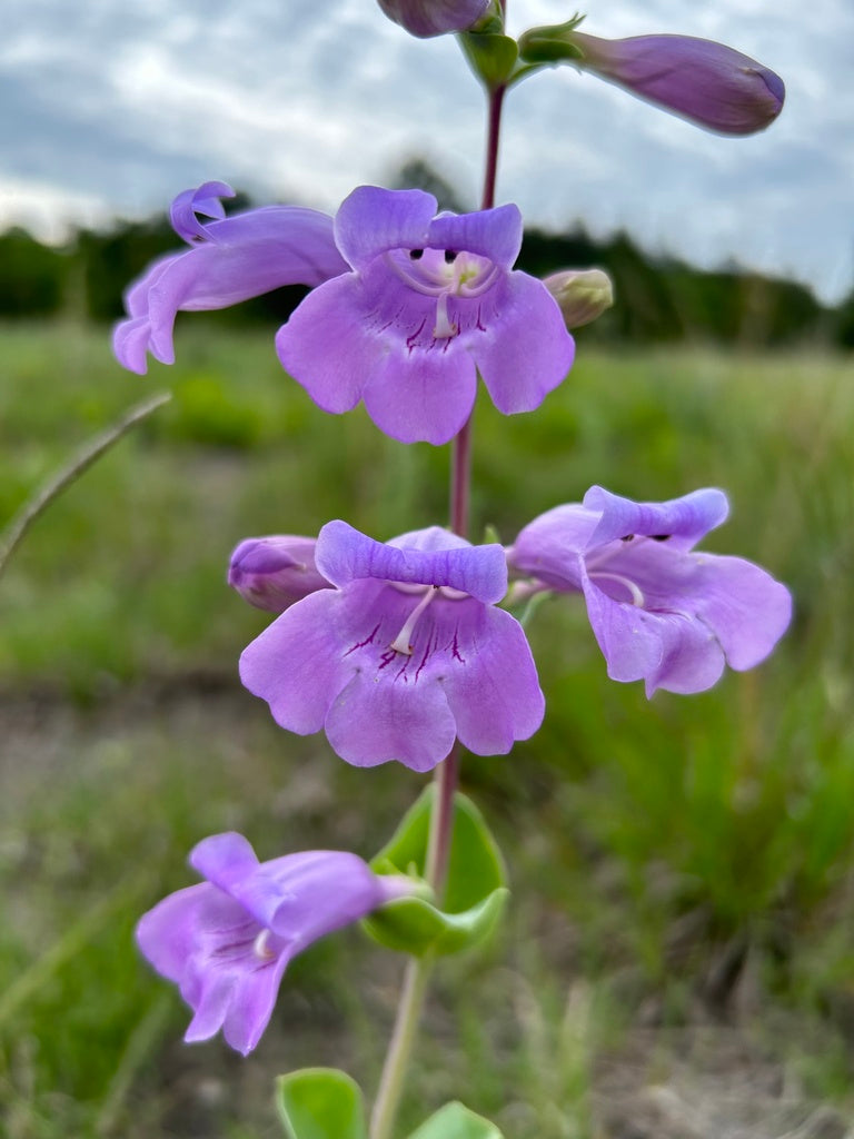 Large-flowered beardtongue | Penstemon grandiflorus