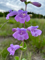 Large-flowered beardtongue | Penstemon grandiflorus