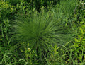 Prairie dropseed | Sporobolus heterolepis