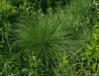 Prairie dropseed | Sporobolus heterolepis