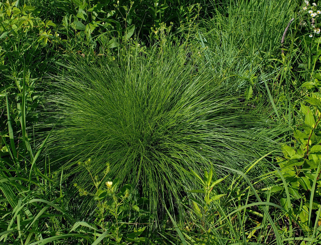 Prairie dropseed | Sporobolus heterolepis