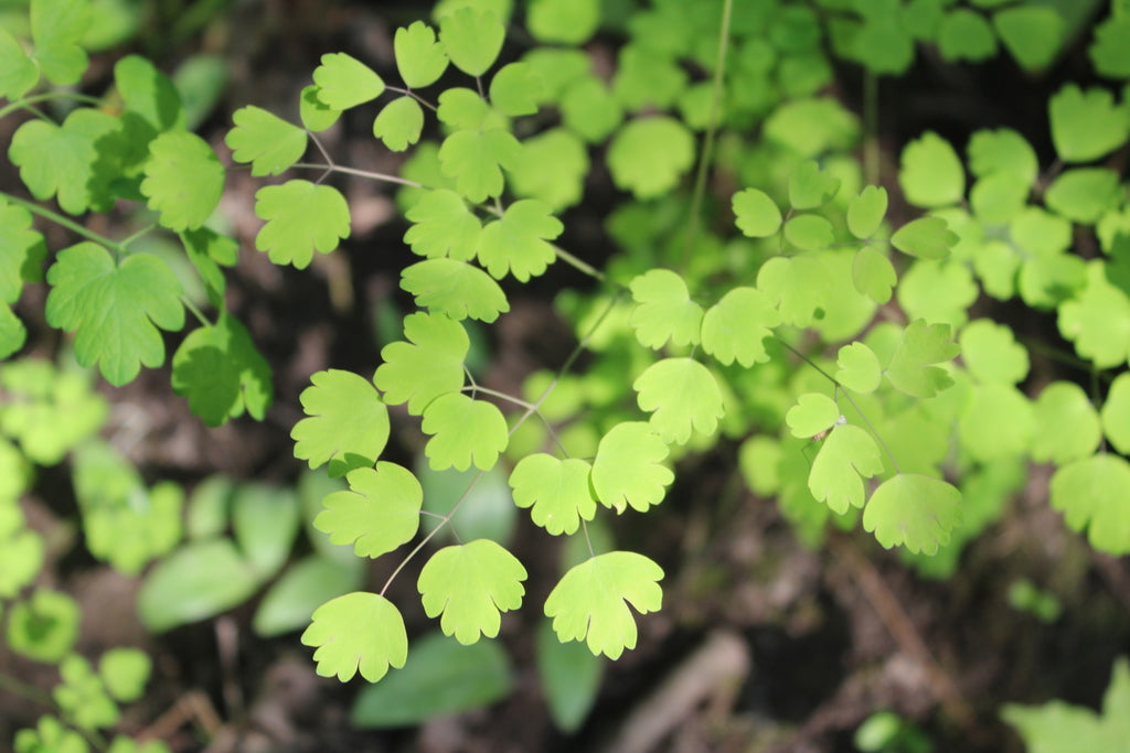 Early meadow-rue | Thalictrum dioicum