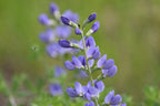 Blue wild indigo | Baptisia australis