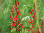 Cardinal flower | Lobelia cardinalis