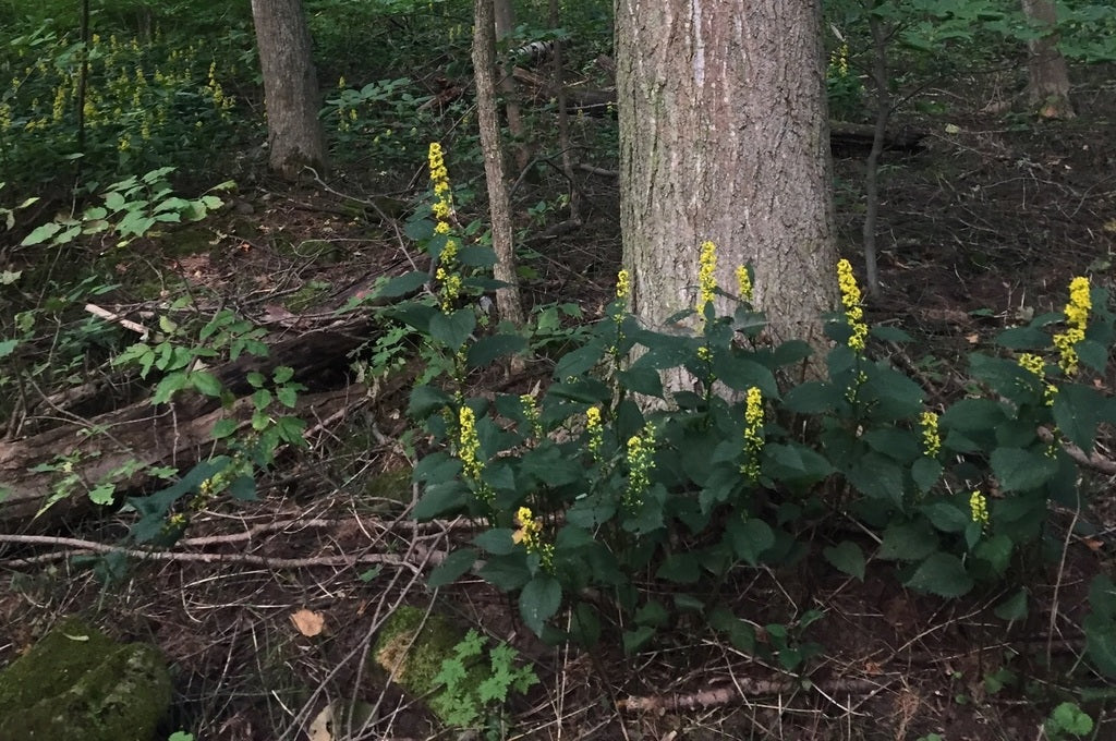 Zig zag goldenrod | Solidago flexicaulis