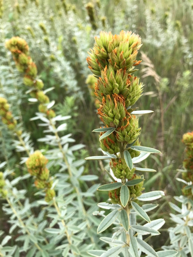 Round-headed bush-clover | Lespedeza capitata