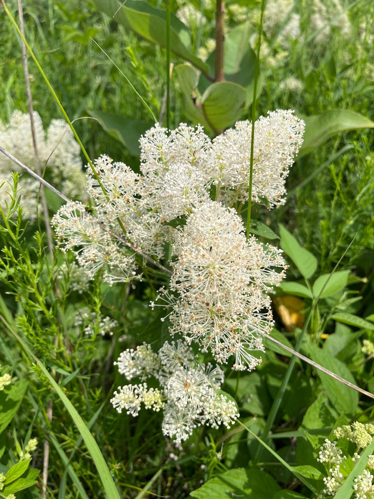 New Jersey tea | Ceanothus americanus