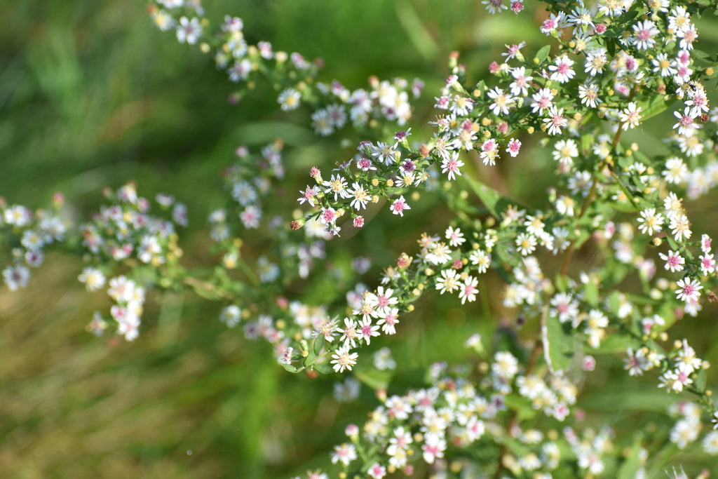 Calico aster | Symphyotrichum lateriflorum