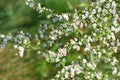 Calico aster | Symphyotrichum lateriflorum
