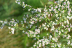 Calico aster | Symphyotrichum lateriflorum