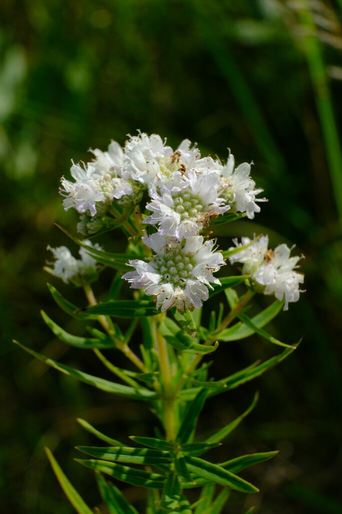 Mountain mint | Pycnanthemum virginianum