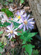 Short's aster | Symphyotrichum shortii