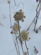 Tall thimbleweed | Anenome virginiana