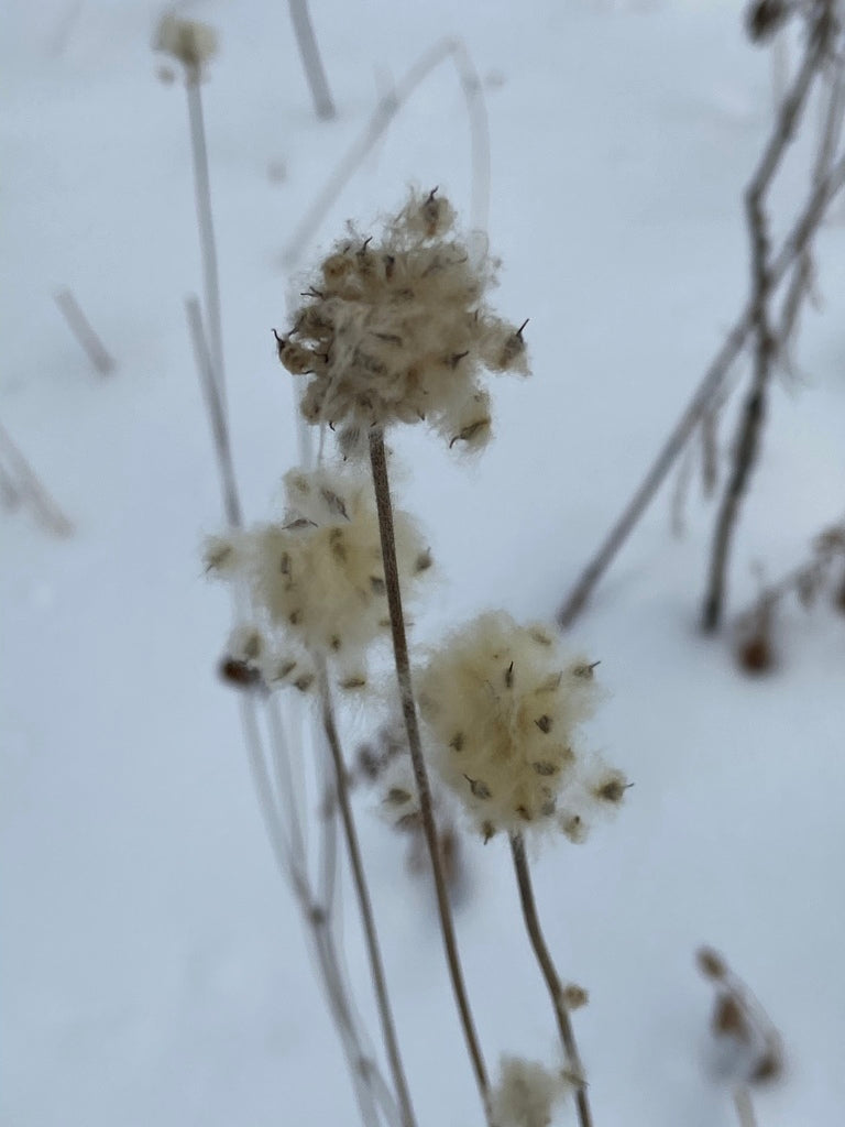 Tall thimbleweed | Anenome virginiana