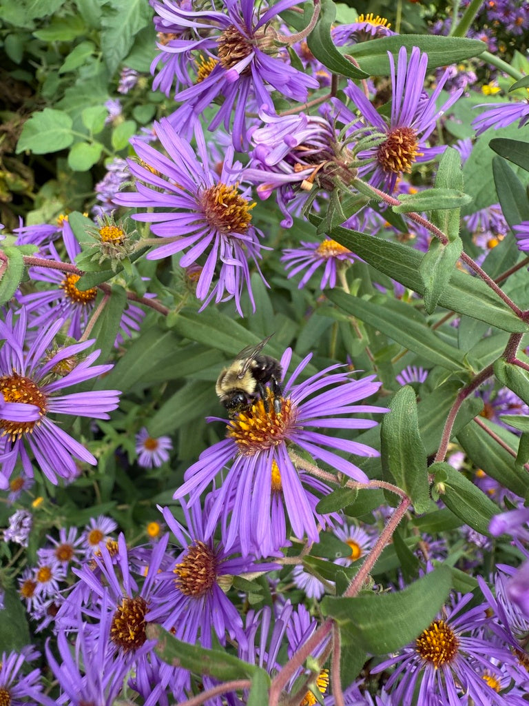 New England aster | Symphyotrichum novae-angliae