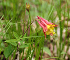 Wild columbine | Aquilegia canadensis