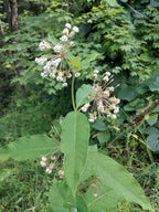 Poke milkweed | Asclepias exaltata