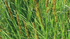 Brown fox sedge | Carex vulpinoidea
