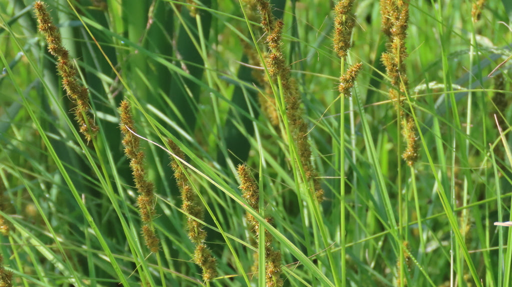 Brown fox sedge | Carex vulpinoidea