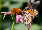 Purple coneflower | Echinacea purpurea