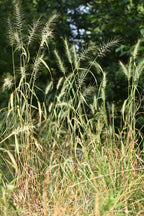 Bottlebrush grass | Elymus hystrix