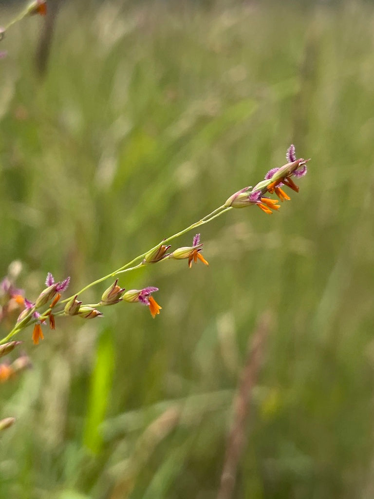 Switchgrass | Panicum virgatum