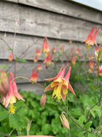 Wild columbine | Aquilegia canadensis