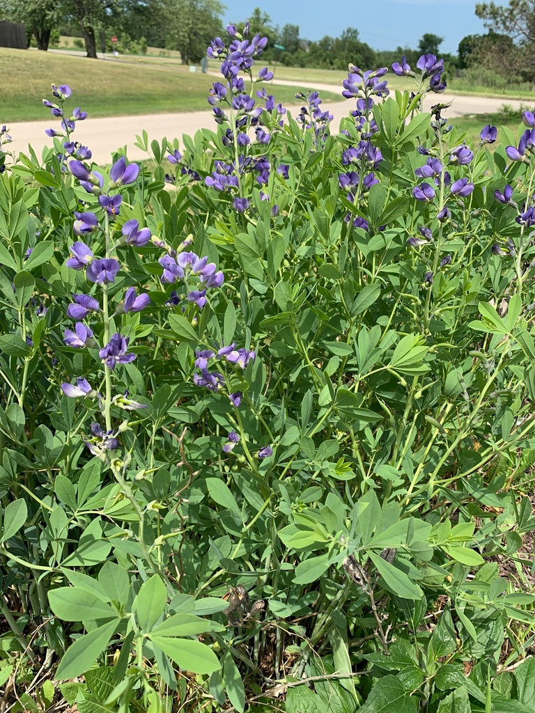Blue wild indigo | Baptisia australis