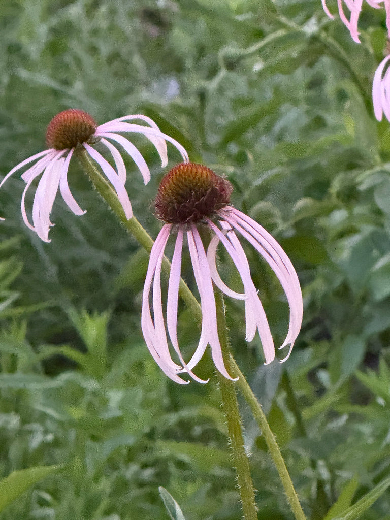 Pale purple coneflower | Echinacea pallida