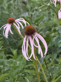 Pale purple coneflower | Echinacea pallida